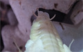 Blaberus discoidalis čerstvý adult samce záď detail cerci