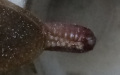 Blaberus discoidalis samice s naprasklou ootékou