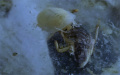 Blaptica dubia detail semiadult požírá svůj svlek