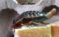 Blaptica dubia s dlouhou ootékou