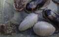 Blaptica dubia čerstvě po svleku