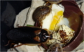 Blaptica dubia milují křepelčí vajíčko na hniličku