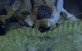 Samotář adult Blaberus discoidalis na gelu