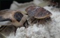 Blaberus discoidalis adult a semiadult na suché směsi