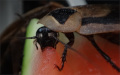 Blaberus discoidalis detail hlavy jak si pochutnává na melounu