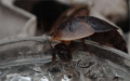 Blaberus discoidalis samotář na gelu detail hlavy