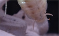 Blaberus discoidalis čerstvý adult samce detail cerci zdola