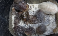 Blaberus discoidalis boj o svlek