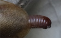 Blaberus discoidalis samice s naprasklou ootékou