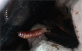 Blaberus discoidalis extrémní ootéka