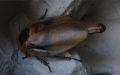 Blaberus discoidalis samice s naprasklou ootékou