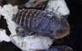 Subadult Blaberus discoidalis