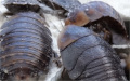 Blaberus discoidalis detail