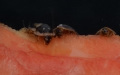 První švábi Blaptica dubia na čerstvém melounu